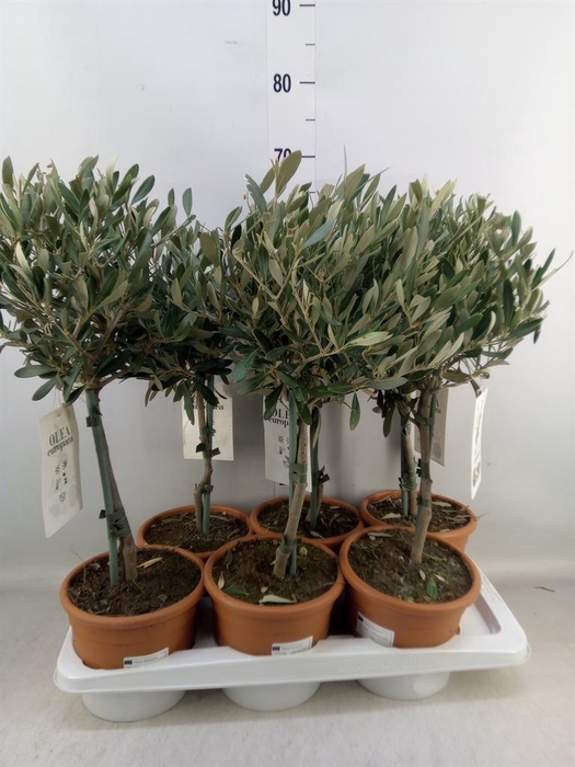 <h4>Olea europaea</h4>