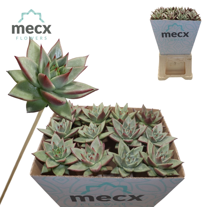 <h4>Echeveria Ebony "Glow" (Mecx flowers) Mecx-emmer 8cm</h4>