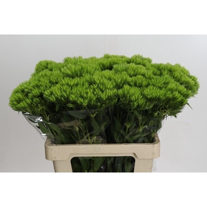Dianthus Br Kiwi Mellow