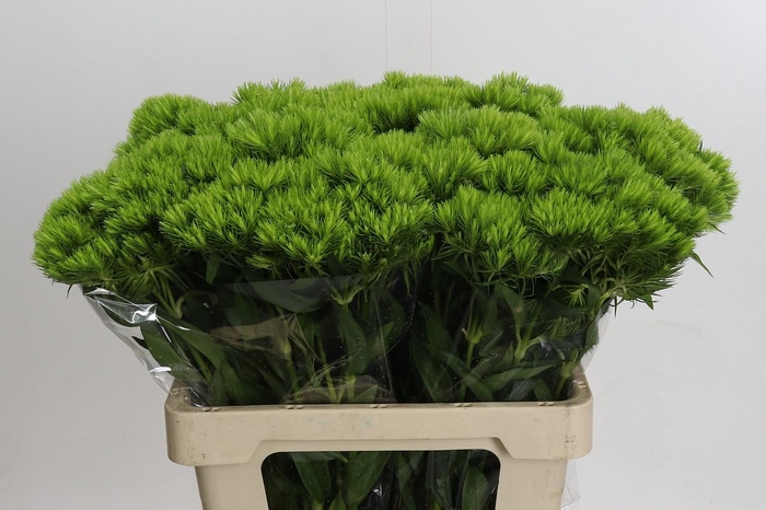 <h4>Dianthus Br Kiwi Mellow</h4>