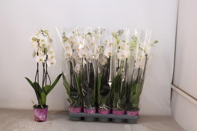 <h4>PHAL OV WIT</h4>