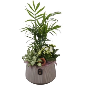 PTIB5171 Arrangementen kamerplanten