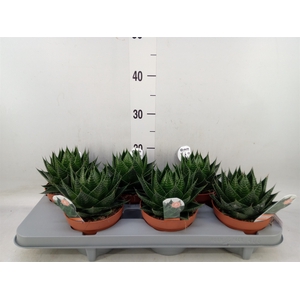 Aloe aristata 'Cosmo'