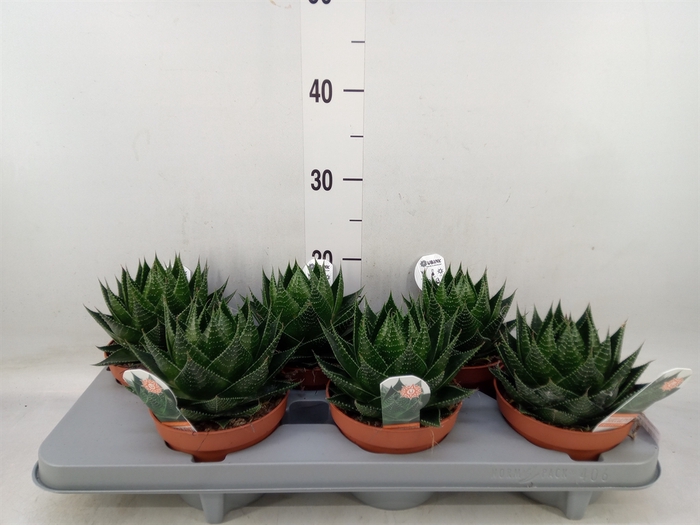 <h4>Aloe aristata 'Cosmo'</h4>