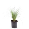Stipa tenacissima