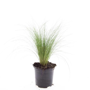 Stipa tenacissima