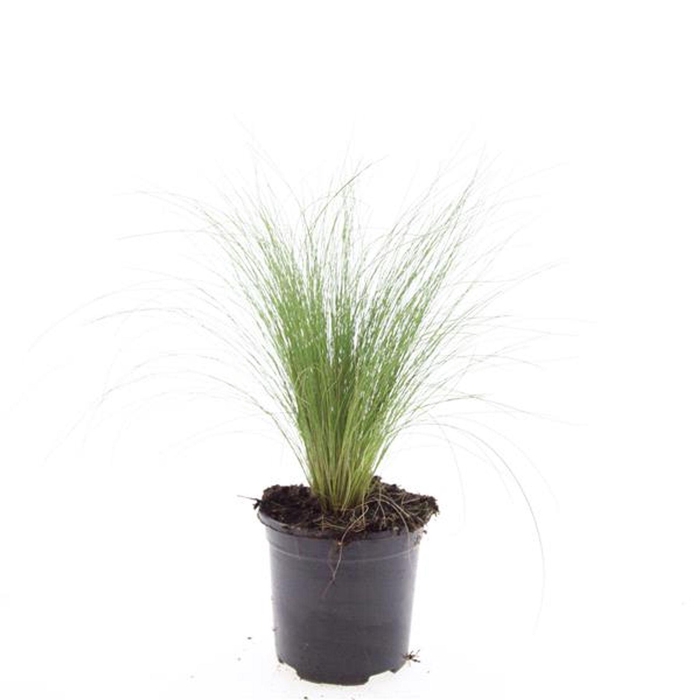 <h4>Stipa tenacissima</h4>