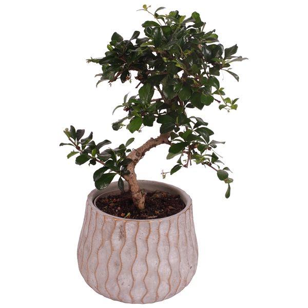 <h4>Bonsai Indoor Mix Ø12cm S-Shape in Ø 16cm Ceramic PL569</h4>