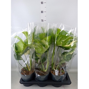 Monstera delic. 'Thai Constellatio'