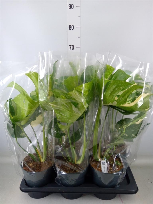 <h4>Monstera delic. 'Thai Constellatio'</h4>