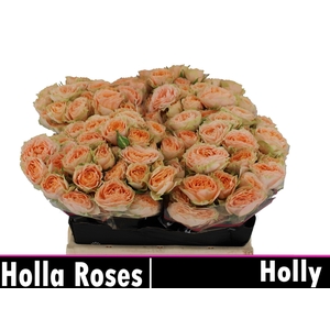 R TR HOLLY