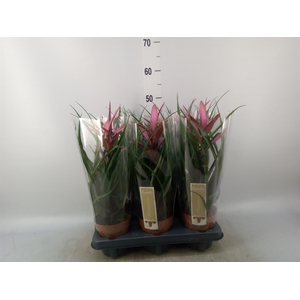 Tillandsia