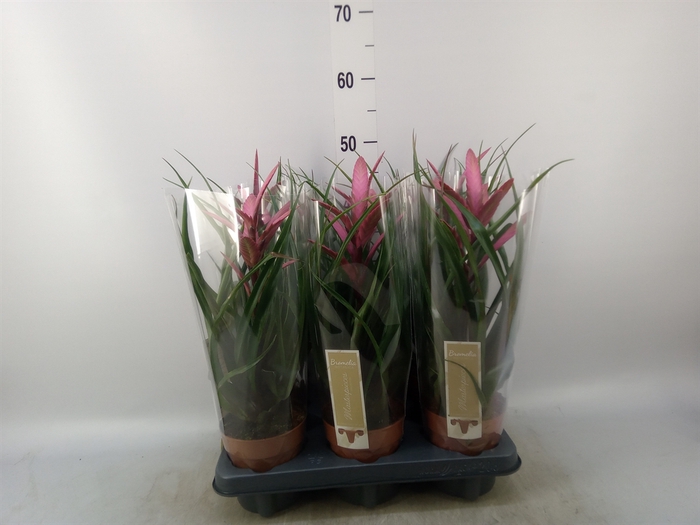 <h4>Tillandsia</h4>