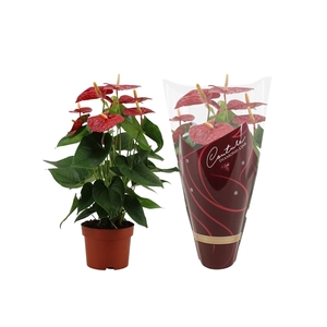 Anthurium Jambo Red in Couture Diamond sleeve