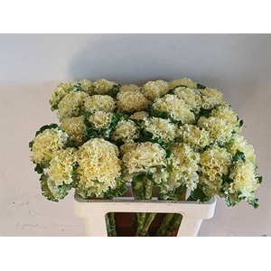 BRASS CRANE RU WHITE