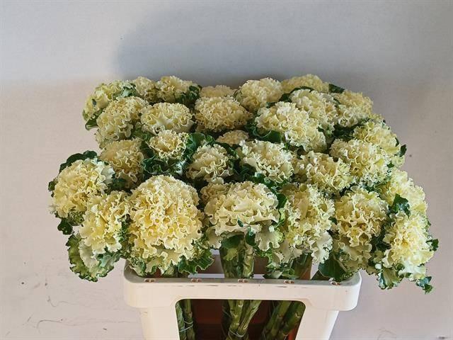 <h4>BRASS CRANE RU WHITE</h4>