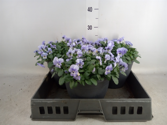 <h4>Viola corn. 'Evo Mini Marina'</h4>