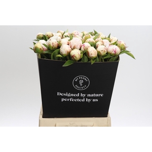 Paeonia Mary E. Nicholls