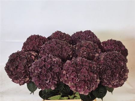 <h4>Hydr M Mag D Ruby Cl</h4>
