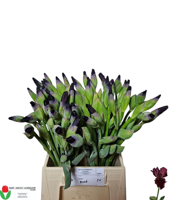<h4>IRIS CUP RACE 445 GR.</h4>