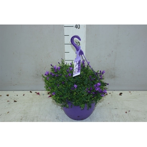 Campanula Port Blue In Hangpot