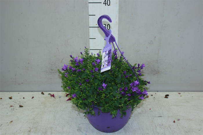 <h4>Campanula Port Blue In Hangpot</h4>