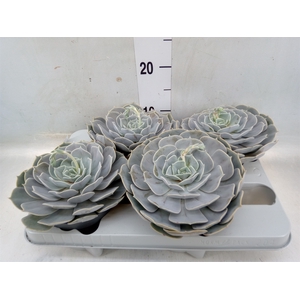 Echeveria  'Pollux'