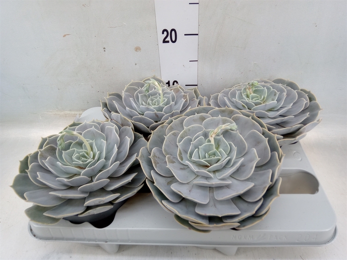 <h4>Echeveria  'Pollux'</h4>