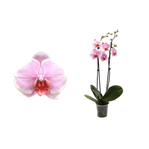 Phal Pretty Romance 2T14+