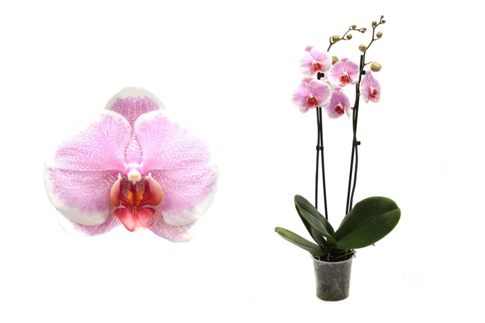 <h4>Phal Pretty Romance 2T14+</h4>