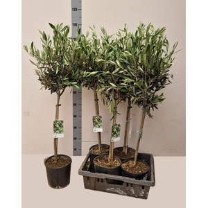 OLEA EUROPAEA