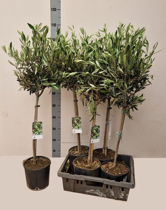 <h4>OLEA EUROPAEA</h4>