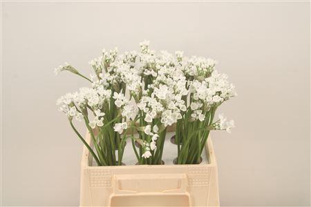 <h4>Allium Flocon</h4>