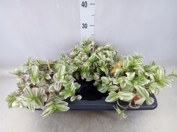 <h4>Tradescantia  'Brightness'</h4>