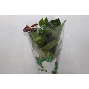 ANTHURIUM BLACK QUEEN P17
