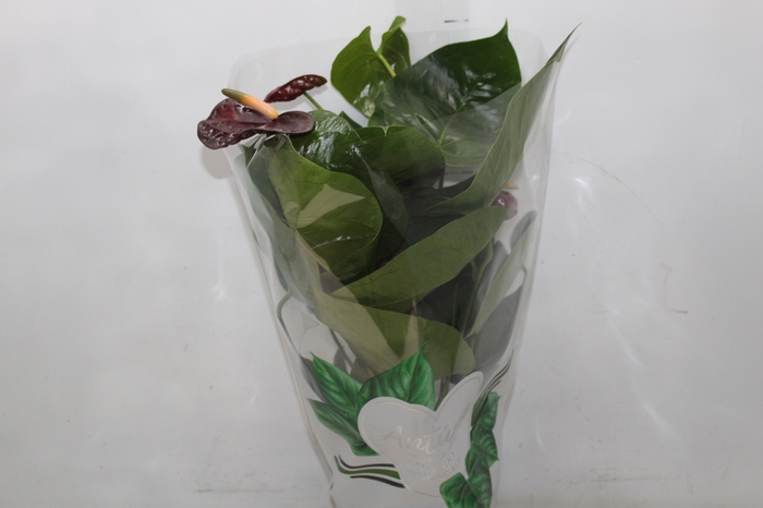 <h4>ANTHURIUM BLACK QUEEN P17</h4>