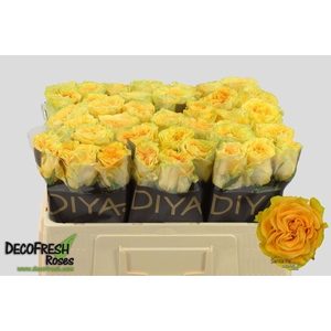 R Gr Santa Fe Diya