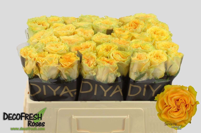 <h4>R Gr Santa Fe Diya</h4>