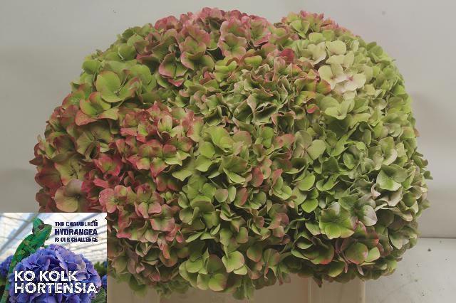 <h4>HYDR OV CLASSIC</h4>