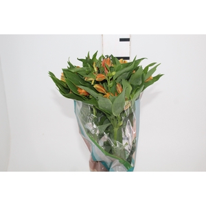 ALSTROEMERIA GYPSY 070 CM LARANJA