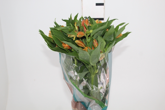 <h4>ALSTROEMERIA GYPSY 070 CM LARANJA</h4>