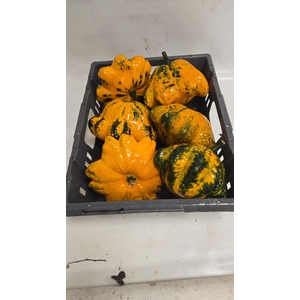 CUCURBITA
