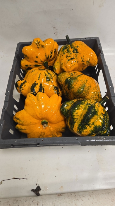 <h4>CUCURBITA</h4>