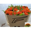 Cel C Extrem Orange