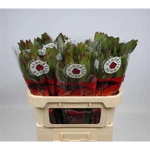 Leucad Saf Goldstrik