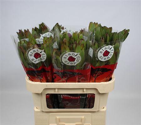 <h4>Leucad Saf Goldstrik</h4>