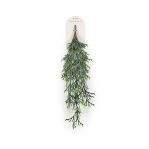 Fern staghorn hangende struik grs 8