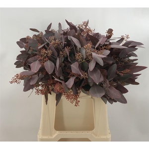 EUCA POP BES ABS RED 150