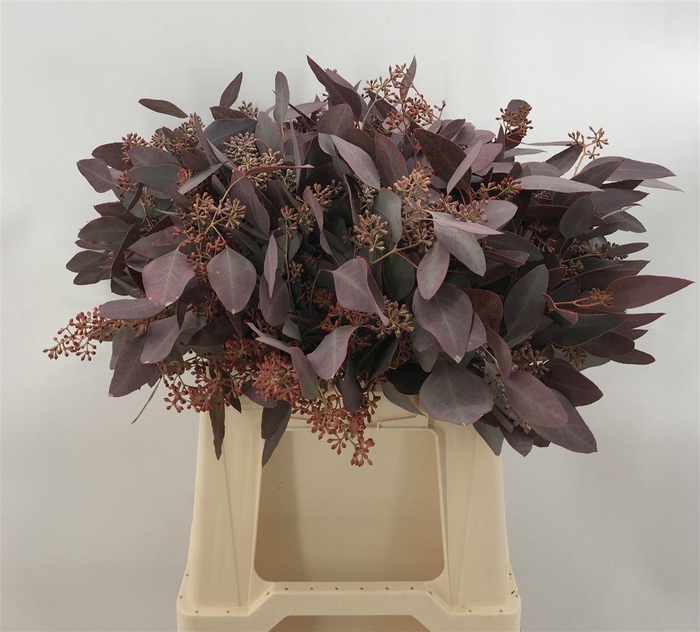 <h4>EUCA POP BES ABS RED 150</h4>