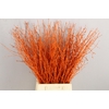 Betula Bs Paint Orange